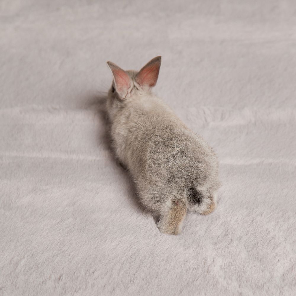 Ковер Rabbit серый 120 x 170, п0257.п.00у