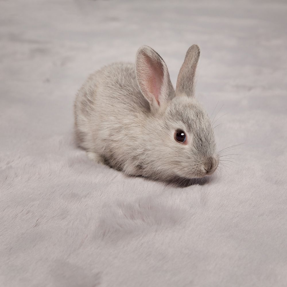 Ковер Rabbit серый 120 x 170, п0257.п.00у